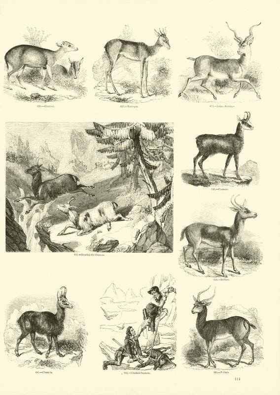 Seite aus dem Bildmuseum der belebten Natur von English School