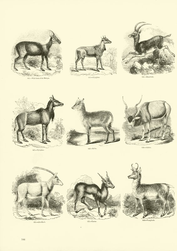 Seite aus dem Bildmuseum der belebten Natur von English School