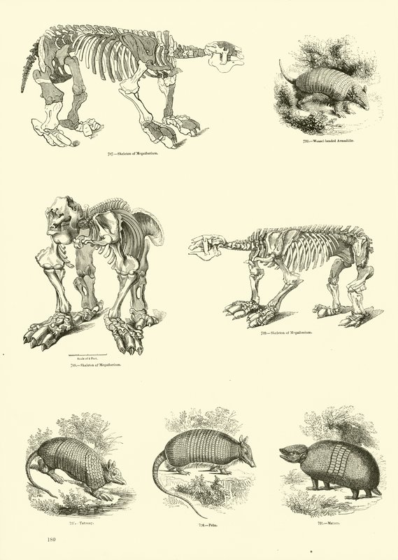 Seite aus dem Bildmuseum der belebten Natur von English School