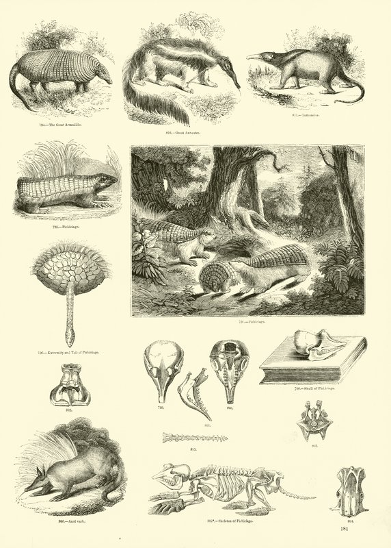 Seite aus dem Bildmuseum der belebten Natur von English School