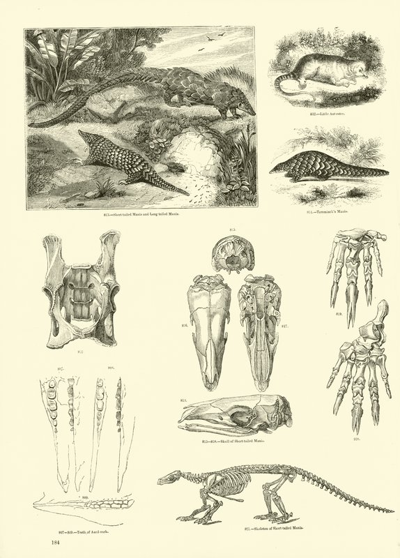 Seite aus dem Bildmuseum der belebten Natur von English School