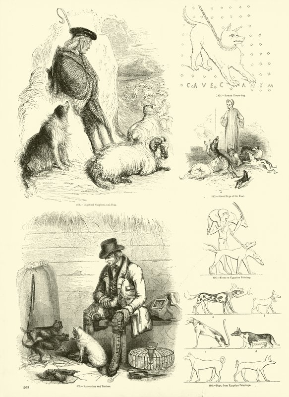 Seite aus dem Bildmuseum der belebten Natur von English School