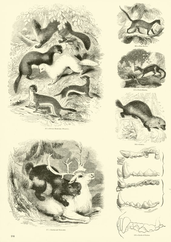 Seite aus dem Bildmuseum der belebten Natur von English School