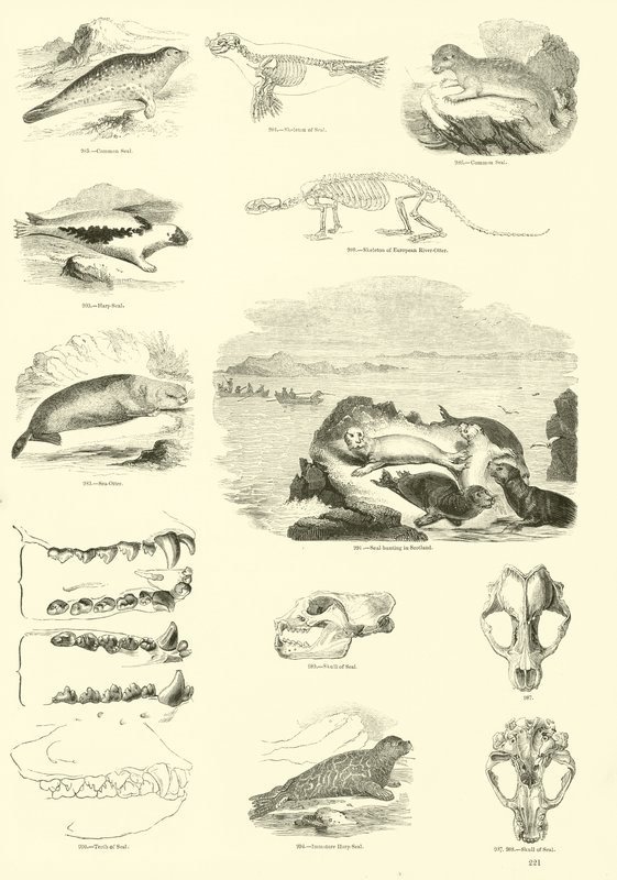 Seite aus dem Bildmuseum der belebten Natur von English School