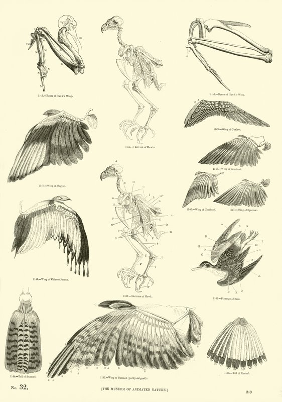 Seite aus dem Bildmuseum der belebten Natur von English School