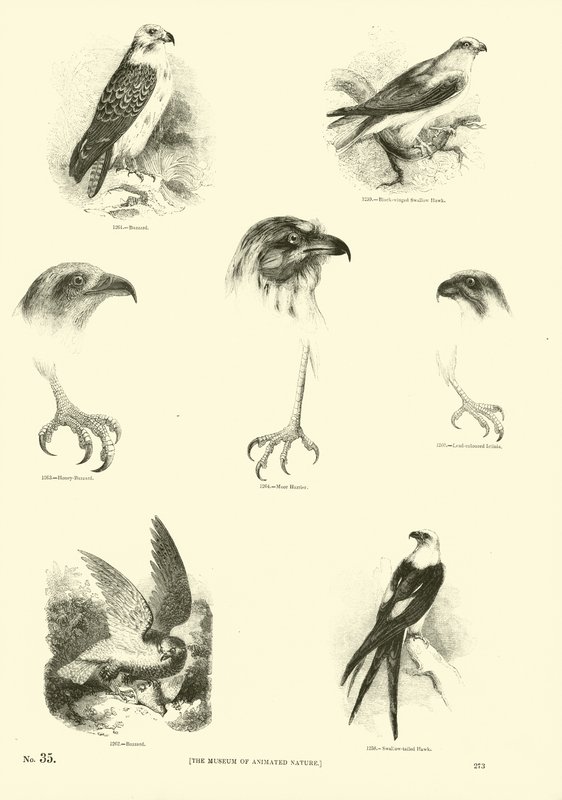 Seite aus dem Bildmuseum der belebten Natur von English School