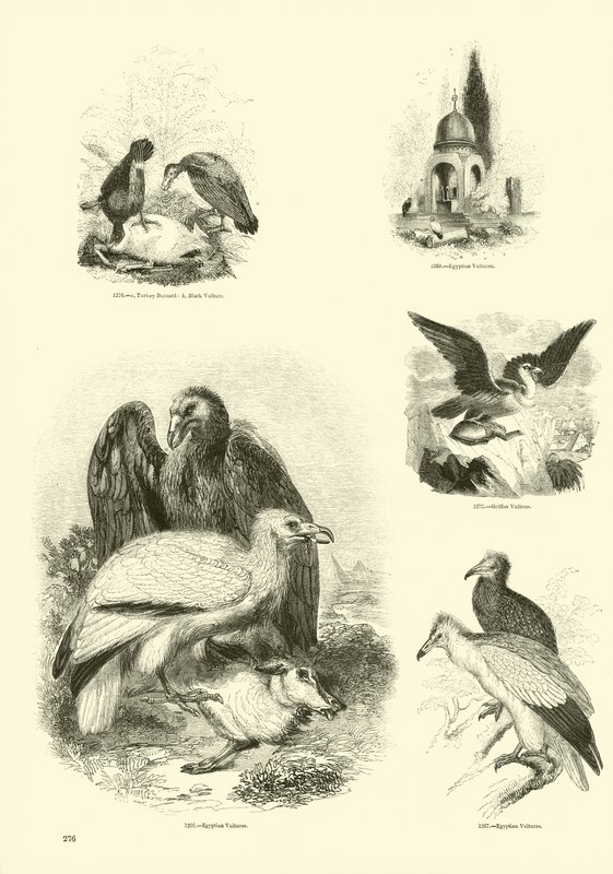 Seite aus dem Bildmuseum der belebten Natur von English School
