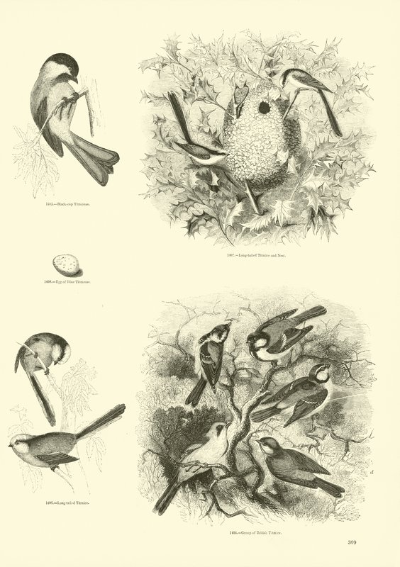 Seite aus dem Bildmuseum der belebten Natur von English School