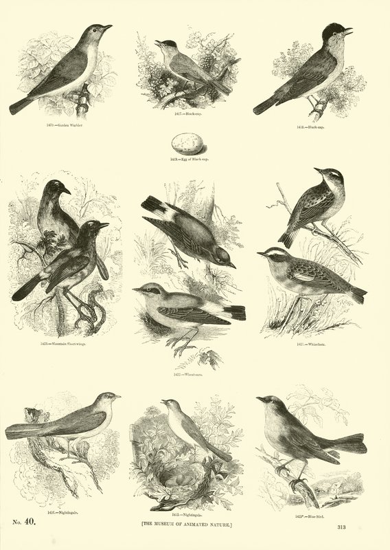 Seite aus dem Bildmuseum der belebten Natur von English School