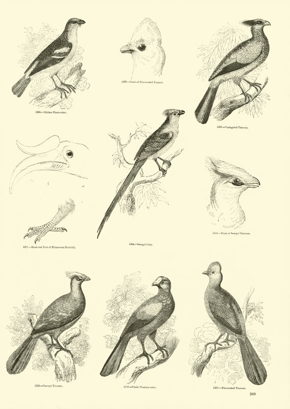 Seite aus dem Bildmuseum der belebten Natur von English School