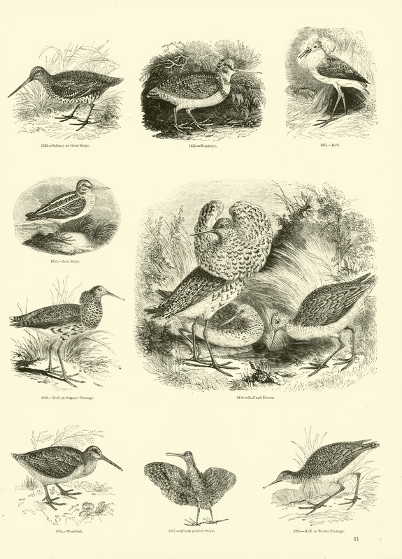 Seite aus dem Bildmuseum der belebten Natur von English School