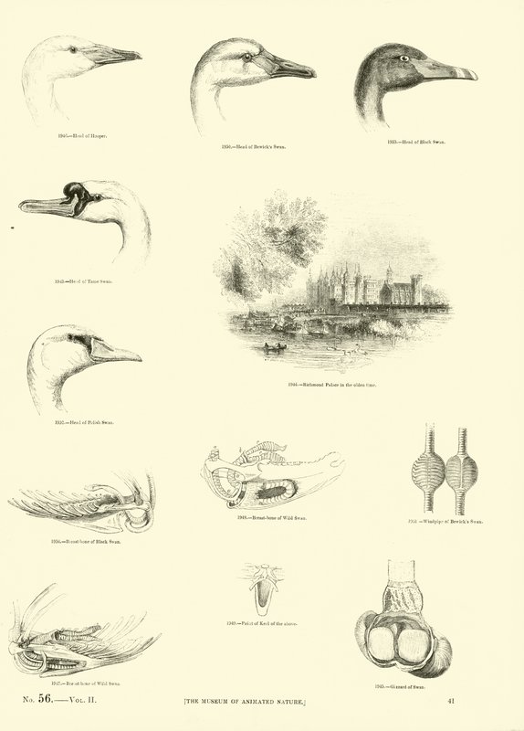 Seite aus dem Bildmuseum der belebten Natur von English School
