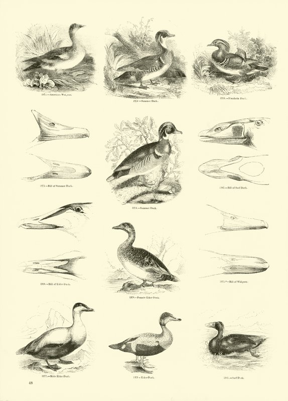 Seite aus dem Bildmuseum der belebten Natur von English School