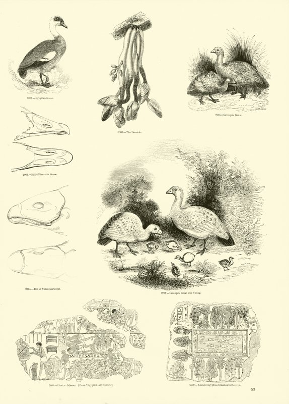 Seite aus dem Bildmuseum der belebten Natur von English School