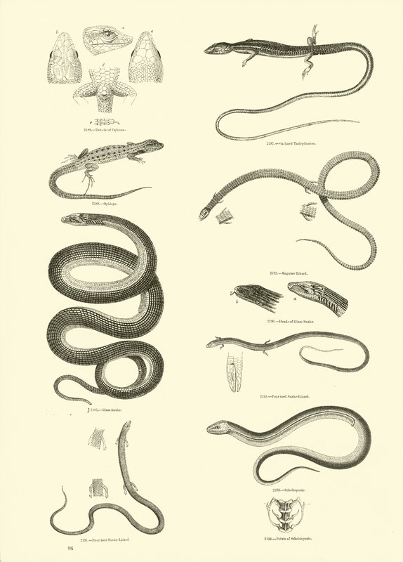 Seite aus dem Bildmuseum der belebten Natur von English School