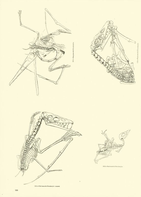 Seite aus dem Bildmuseum der belebten Natur von English School
