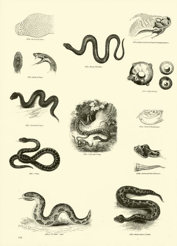 Seite aus dem Bildmuseum der belebten Natur von English School
