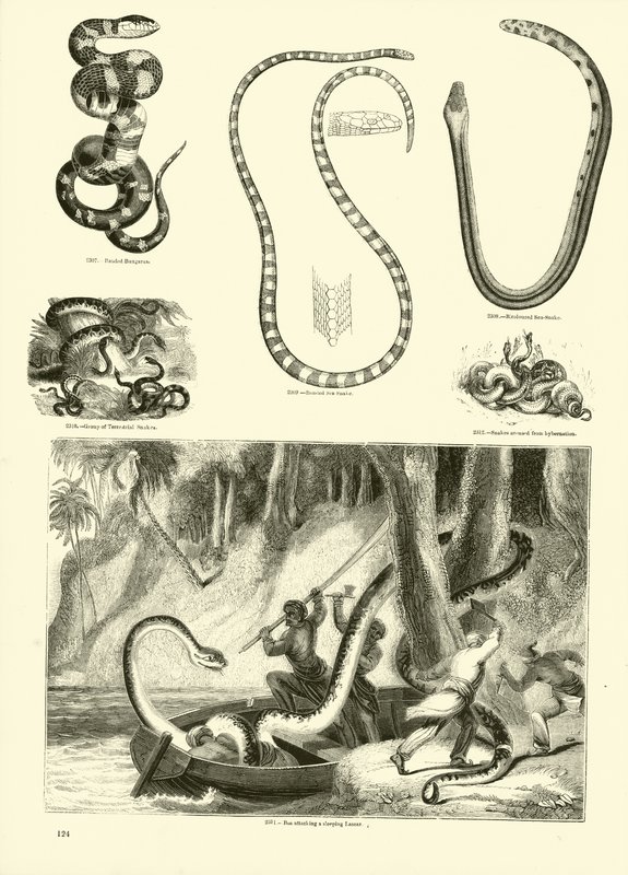 Seite aus dem Bildmuseum der belebten Natur von English School