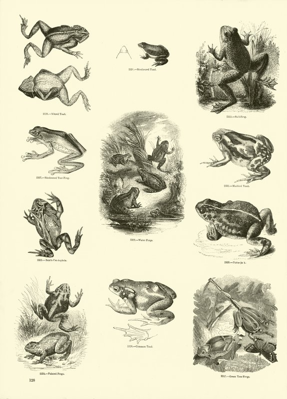 Seite aus dem Bildmuseum der belebten Natur von English School