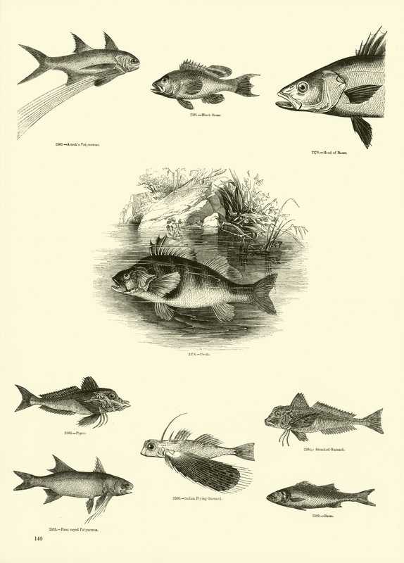 Seite aus dem Bildmuseum der belebten Natur von English School