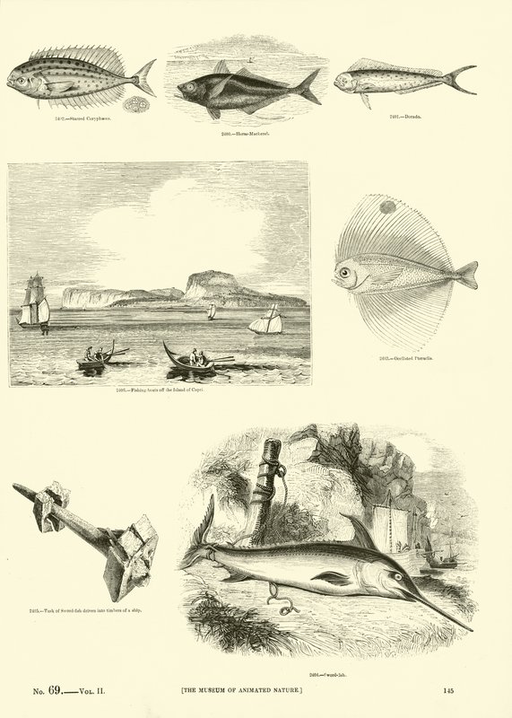 Seite aus dem Bildmuseum der belebten Natur von English School