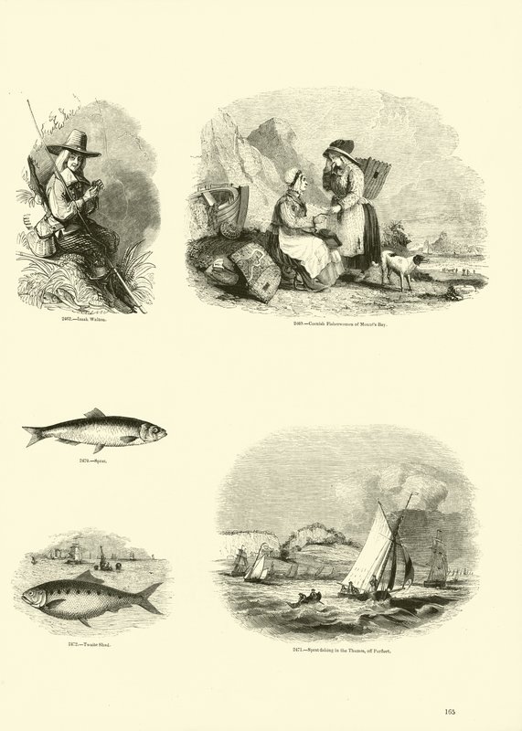 Seite aus dem Bildmuseum der belebten Natur von English School
