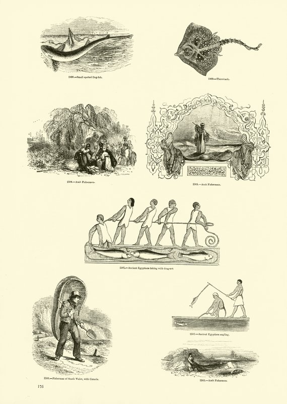 Seite aus dem Bildmuseum der belebten Natur von English School