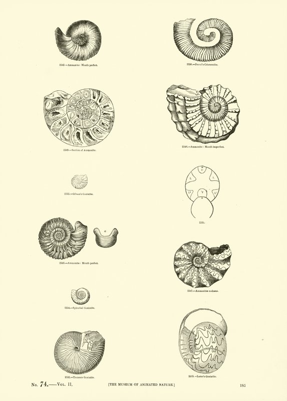 Seite aus dem Bildmuseum der belebten Natur von English School