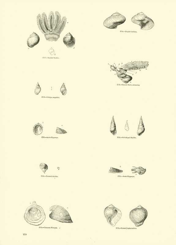 Seite aus dem Bildmuseum der belebten Natur von English School