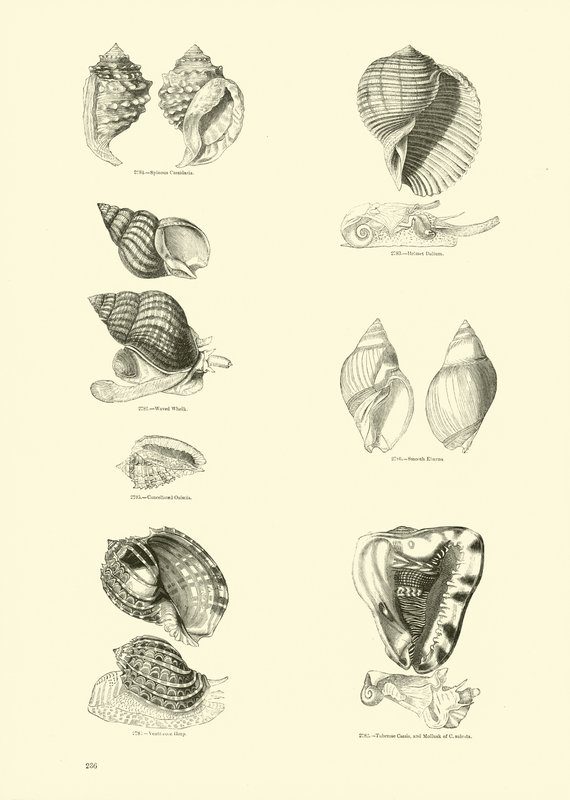 Seite aus dem Bildmuseum der belebten Natur von English School