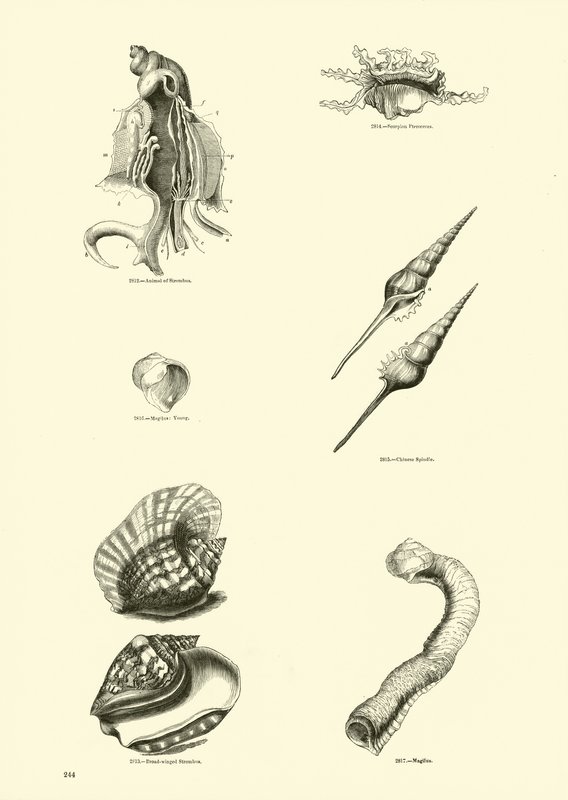 Seite aus dem Bildmuseum der belebten Natur von English School