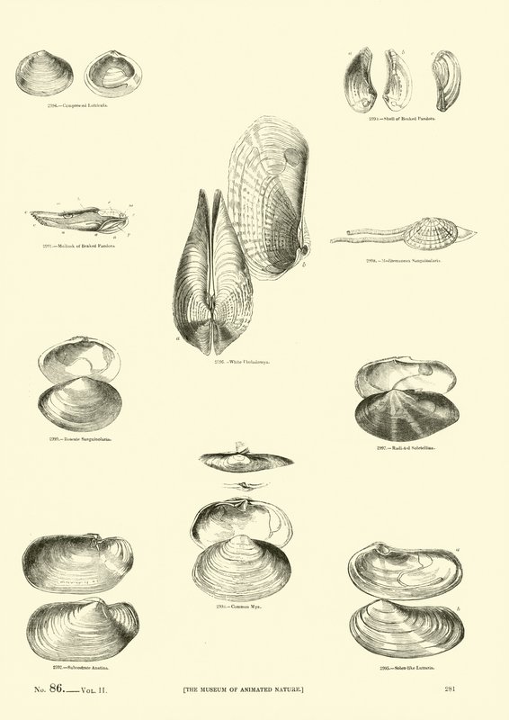Seite aus dem Bildmuseum der belebten Natur von English School