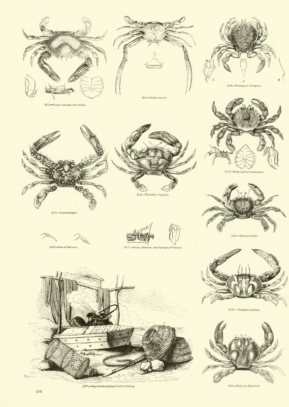 Seite aus dem Bildmuseum der belebten Natur von English School