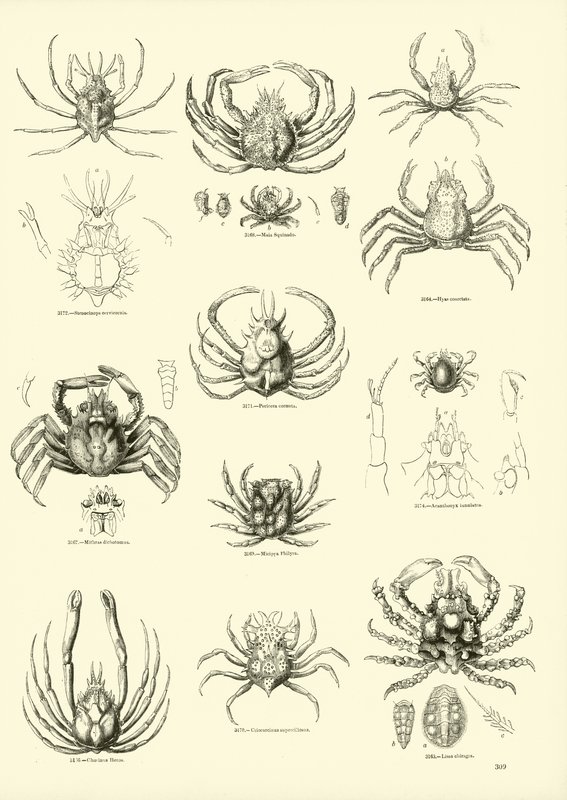 Seite aus dem Bildmuseum der belebten Natur von English School