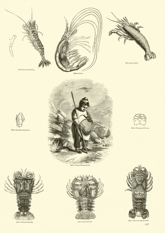 Seite aus dem Bildmuseum der belebten Natur von English School