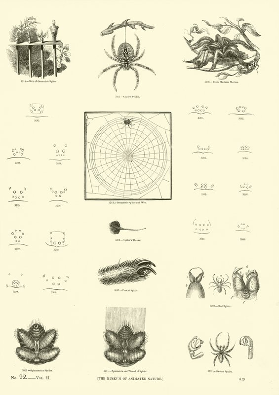Seite aus dem Bildmuseum der belebten Natur von English School