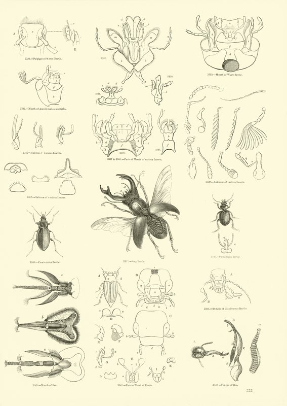 Seite aus dem Bildmuseum der belebten Natur von English School