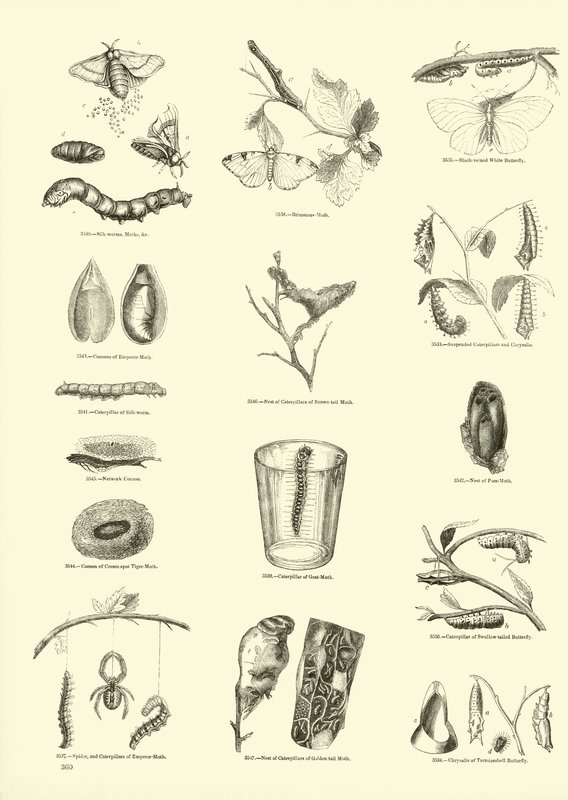 Seite aus dem Bildmuseum der belebten Natur von English School