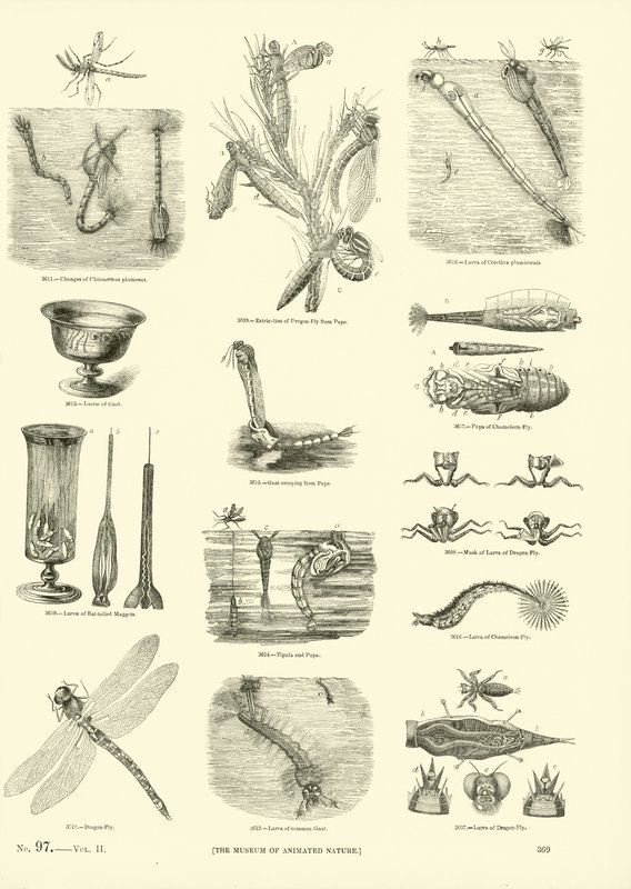 Seite aus dem Bildmuseum der belebten Natur von English School