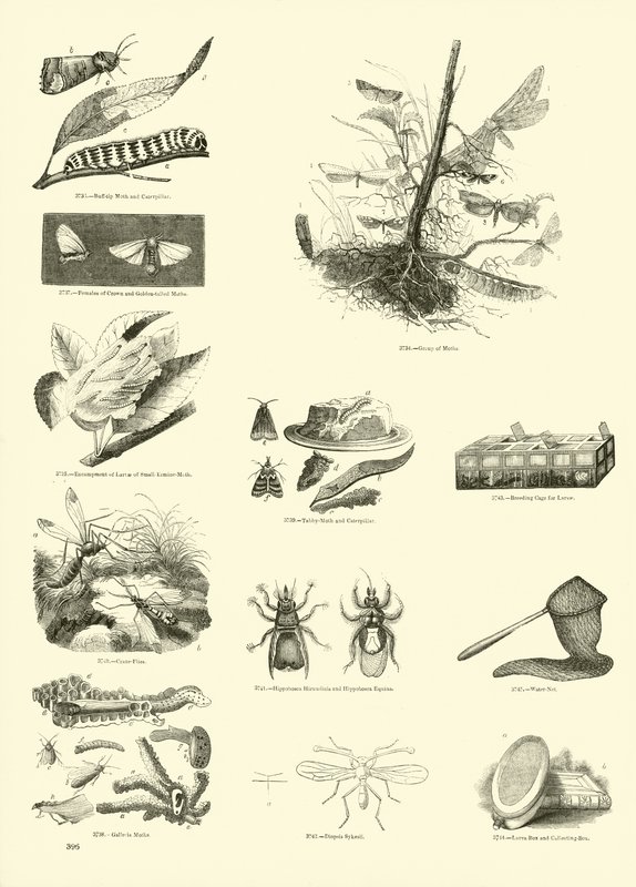 Seite aus dem Bildmuseum der belebten Natur von English School