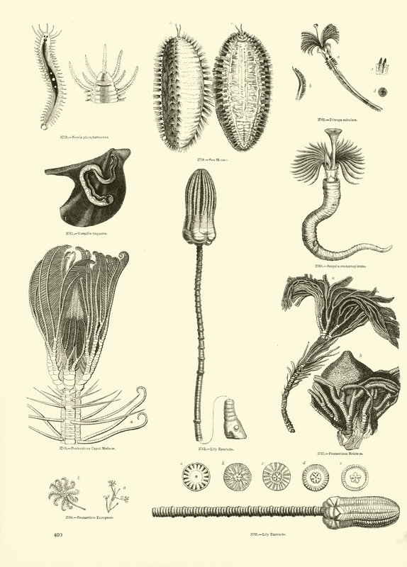 Seite aus dem Bildmuseum der belebten Natur von English School