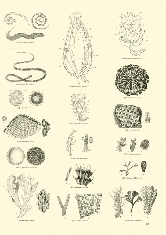 Seite aus dem Bildmuseum der belebten Natur von English School