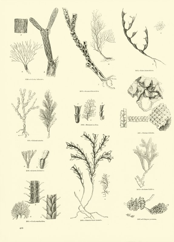 Seite aus dem Bildmuseum der belebten Natur von English School