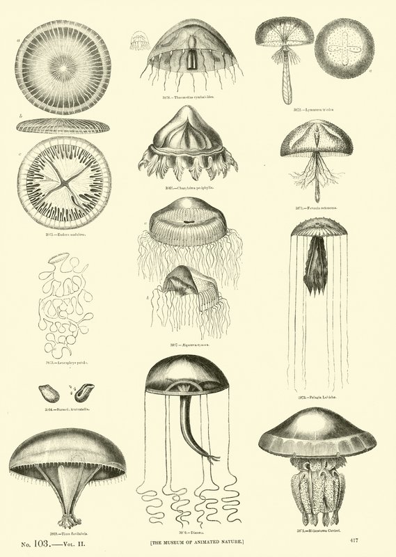 Seite aus dem Bildmuseum der belebten Natur von English School