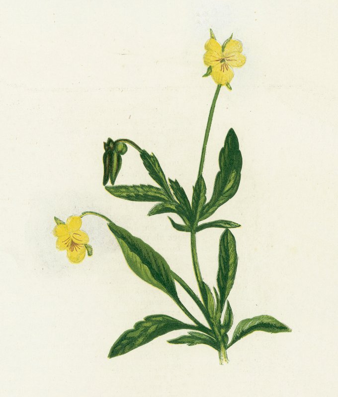 Stiefmütterchen, Viola Tricolor von English School