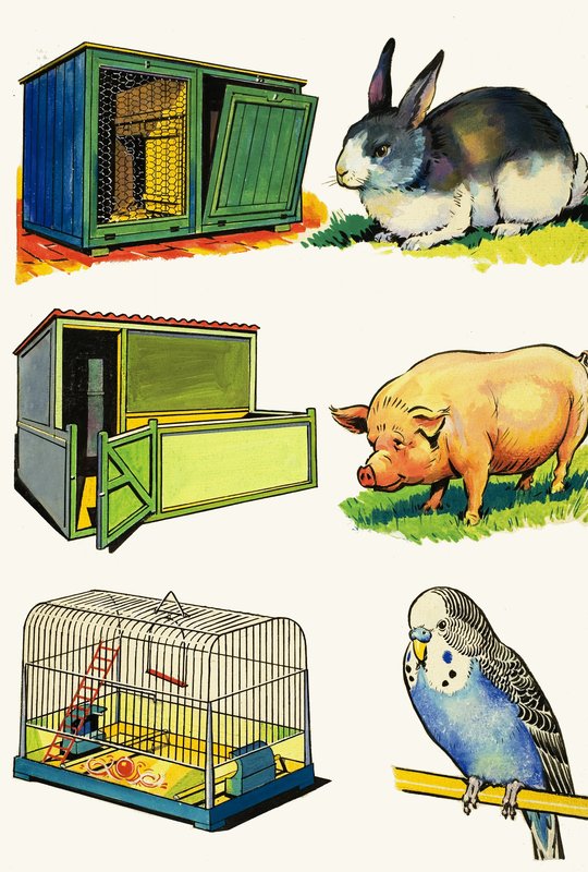 Haustiere und ihre Heime: Kaninchen, Schwein und Wellensittich von English School