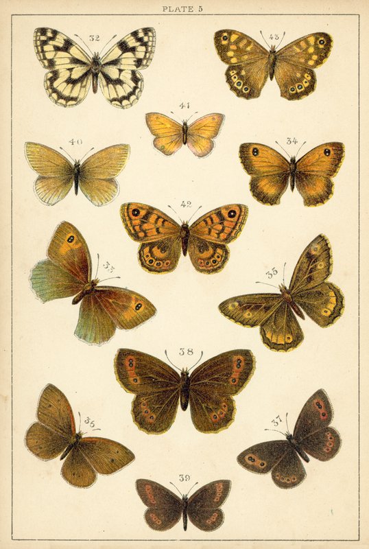 Tafel aus Unseres Landes Schmetterlinge und Motten von English School