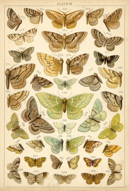 Tafel aus Unseres Landes Schmetterlinge und Motten von English School
