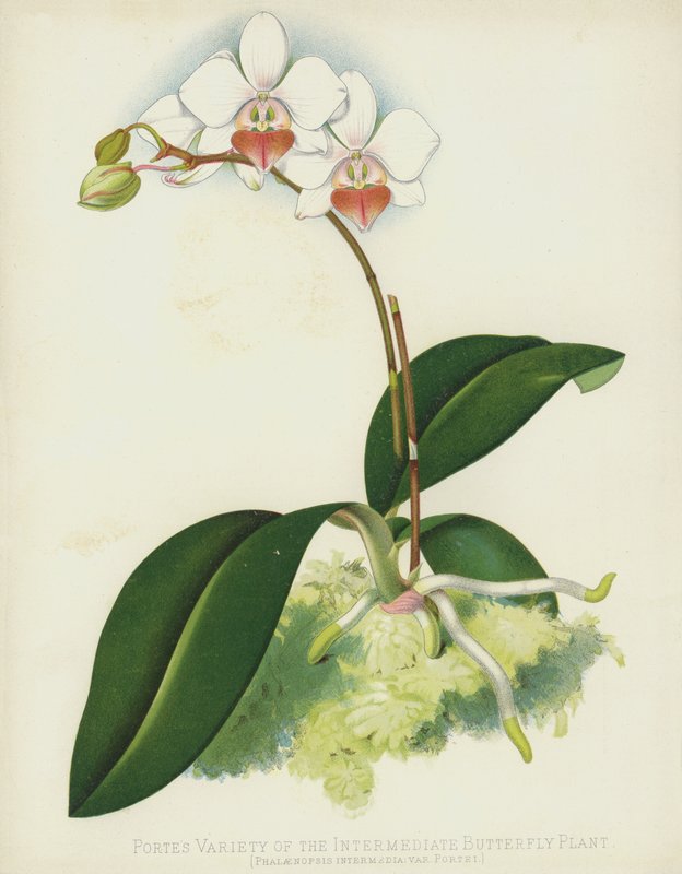 Portes Variante der Mittleren Schmetterlingspflanze, Phalaenopsis Intermedia, var Portei von English School