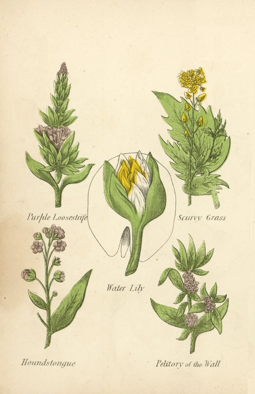 Blutweiderich, Skorbutkraut, Seerose, Hundszunge, Mauerpfeffer (Farblithografie) von English School